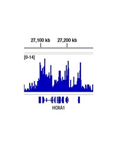 Cell Signaling Phc1 (1f3f3) Mouse mAb