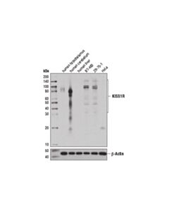 Cell Signaling Kiss1r (D9d7c) Rabbit mAb