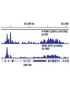 Cell Signaling Phospho-Rpb1 Ctd (Ser7) (E2b6w) Rabbit mAb