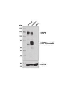 Cell Signaling Cdcp1 (D1w9n) Rabbit mAb