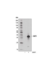 Cell Signaling Xaf1 (E1e4o) Rabbit mAb