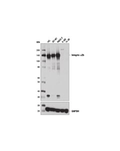 Cell Signaling Integrin Alpha2b (D8v7h) Rabbit mAb