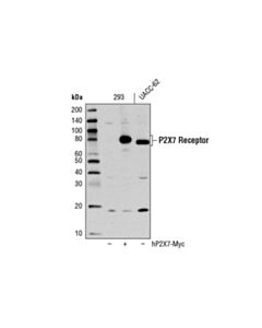 Cell Signaling P2X7 Receptor (E1E8T) Rabbit mAb 20 uL