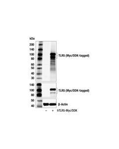 Cell Signaling Toll-like Receptor 5 (D9O8Q) Rabbit mAb