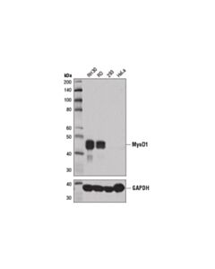 Cell Signaling Myod1 (D8g3) Xp Rabbit mAb