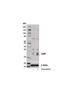 Cell Signaling Cdip Antibody