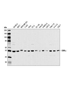 Cell Signaling Erralpha (E1g1j) Rabbit mAb