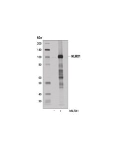 Cell Signaling Nlrx1 (D4m3z) Rabbit mAb