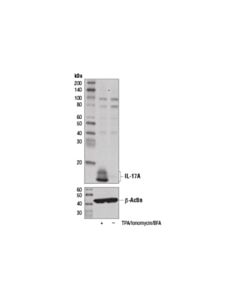 Cell Signaling Il-17a (D1x7l) Rabbit mAb (Mouse Specific)