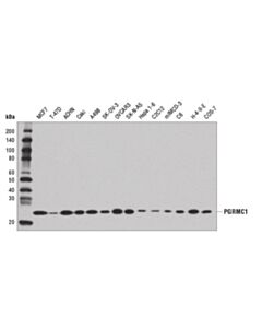 Cell Signaling Pgrmc1 (D6m5m) Xp Rabbit mAb
