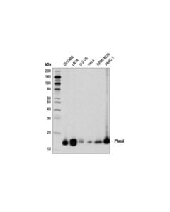 Cell Signaling Plac8 (E1j2z) Rabbit mAb