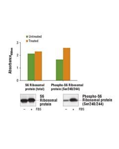 Cell Signaling Pathscan  Phospho-S6 Ribosomal Protein (Ser240/244) Sandwich ELISA Kit