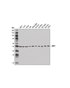 Cell Signaling Erf1 Antibody