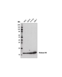 Cell Signaling Histone H4 (D2x4v) Rabbit mAb