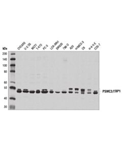 Cell Signaling Psmc3/Tbp1 Antibody