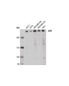 Cell Signaling Atr (E1s3s) Rabbit mAb