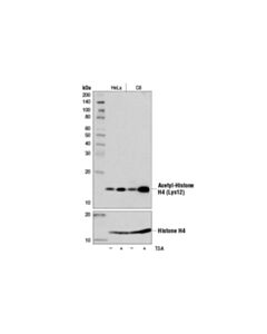 Cell Signaling Acetyl-Histone H4 (Lys12) (D2w6o) Rabbit mAb