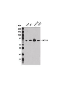 Cell Signaling Ints9 Antibody