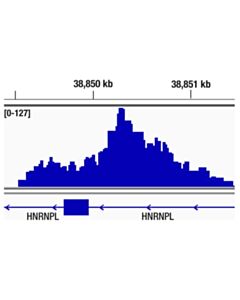 Cell Signaling C-Myc/N-Myc (D3n8f) Rabbit mAb