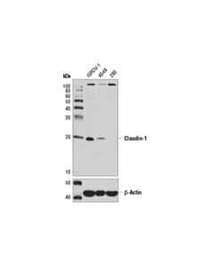 Cell Signaling Claudin-1 (D3h7c) Rabbit mAb