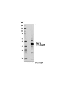 Cell Signaling Viperin (D5t2x) Rabbit mAb