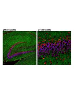 Cell Signaling Phospho-Creb (Ser133) (87g3) Rabbit mAb (Alexa Fluor 647 Conjugate)