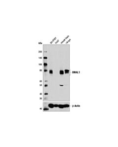 Cell Signaling Bmal1 (D2l7g) Rabbit mAb