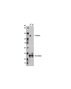 Cell Signaling P-Cadherin (12h6) Mouse mAb