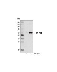 Cell Signaling Ha-Tag (C29f4) Rabbit mAb (Hrp Conjugate)