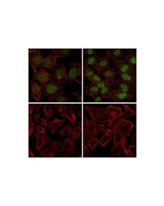 Cell Signaling Stat3 (D3z2g) Rabbit mAb (Alexa Fluor  488 Conjugate)