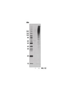 Cell Signaling Ubiquitin (P4d1) Mouse mAb (Hrp Conjugate)