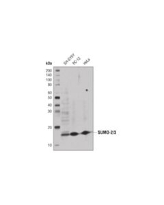 Cell Signaling Sumo-2/3 (18h8) Rabbit mAb (Hrp Conjugate)