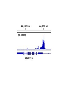 Cell Signaling Ets-1 (D8o8a) Rabbit mAb