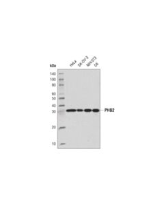 Cell Signaling Phb2 (E1z5a) Rabbit mAb