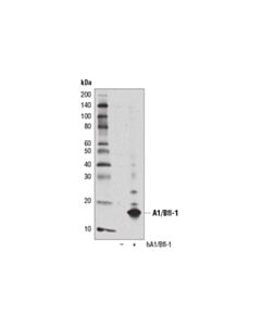 Cell Signaling A1/Bfl-1 (D1a1c) Rabbit mAb