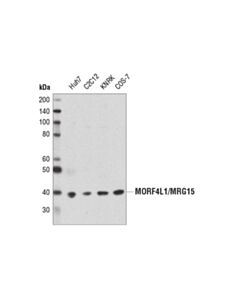 Cell Signaling Morf4l1/Mrg15 (D2y4j) Rabbit mAb