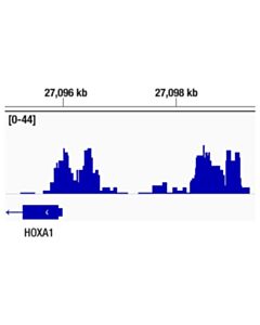 Cell Signaling Aebp2 (D7c6x) Rabbit mAb