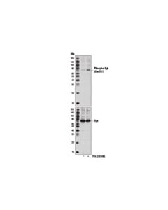 Cell Signaling Phospho-Syk (Ser297) Antibody