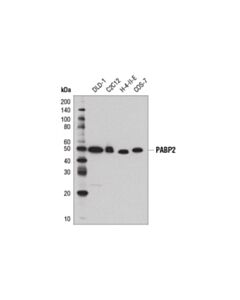 Cell Signaling Pabp2 (D6f3q) Rabbit mAb