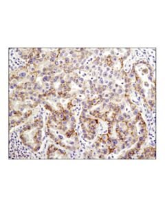 Cell Signaling Hematoxylin