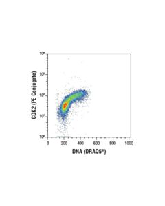 Cell Signaling Cdk2 (78b2) Rabbit mAb (PE Conjugate)