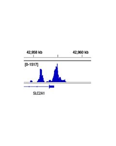 Cell Signaling Hif-1alpha (D2u3t) Rabbit mAb