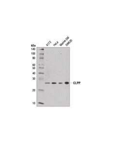Cell Signaling Clpp Antibody