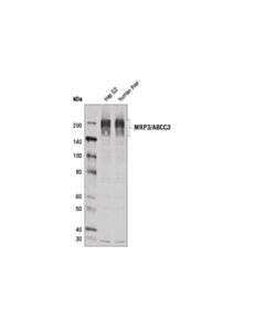 Cell Signaling Mrp3/Abcc3 (D1w1p) Rabbit mAb