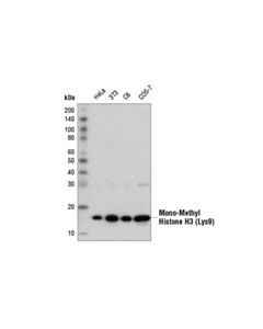 Cell Signaling Mono-Methyl-Histone H3 (Lys9) (D1p5r) Rabbit mAb