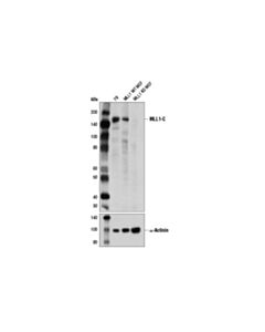 Cell Signaling Mll1 (D6g8n) Rabbit mAb (Carboxy-Terminal Antigen)
