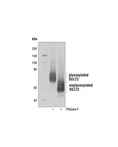 Cell Signaling Sglt2 Antibody