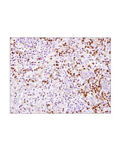 Cell Signaling Caspase-3 (D3r6y) Rabbit mAb (Ihc Formulated)