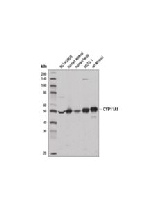 Cell Signaling Cyp11a1 (D8f4f) Rabbit mAb