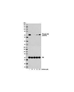 Cell Signaling Perifosine